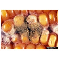 Micotoxinas
