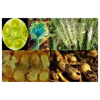 Micotoxinas