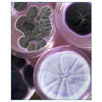 Micotoxinas