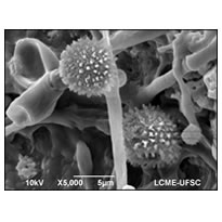Micotoxinas